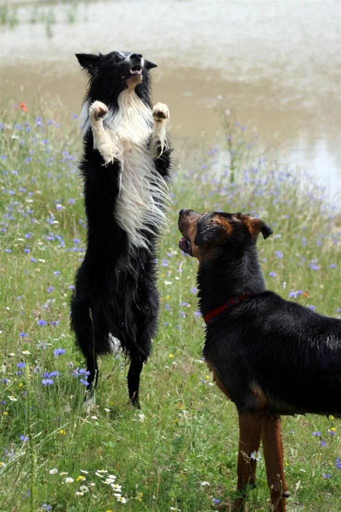 IMG_2495_1 (Custom).jpg