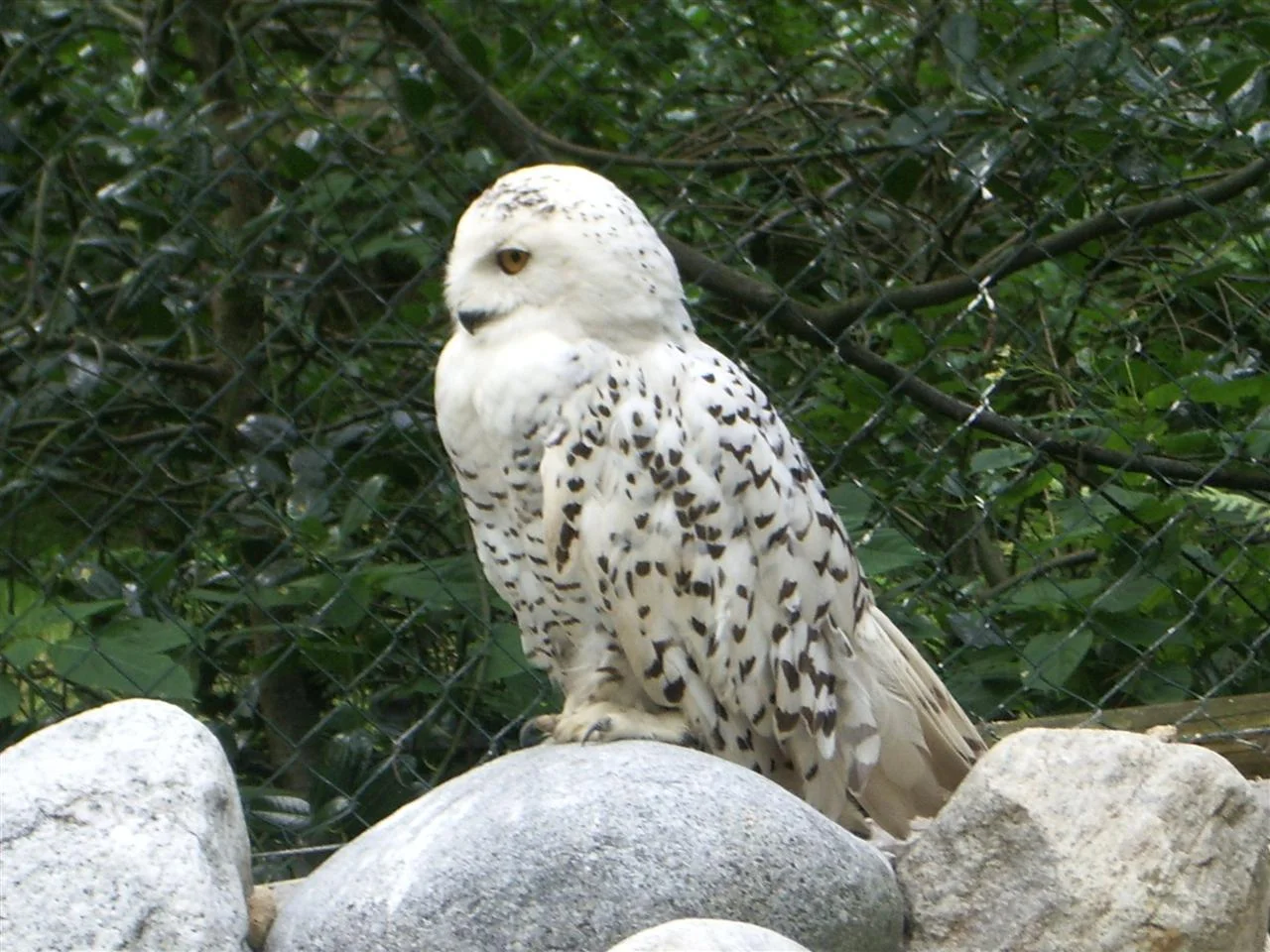 IMGP7969 (Custom).jpg