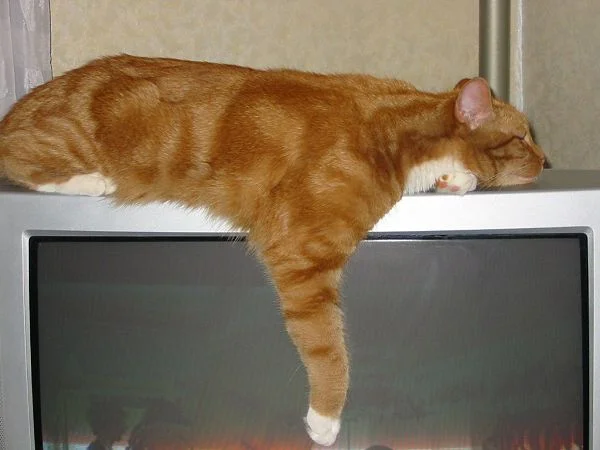 In Gedenken an unseren Merlin, hier auf seinem Lieblingsschlafplatz