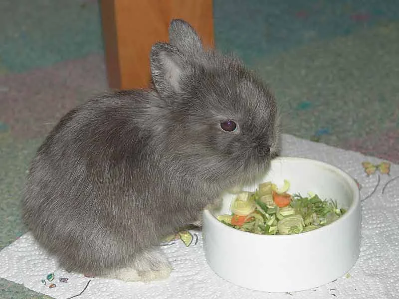 In loving memory Fleckchen