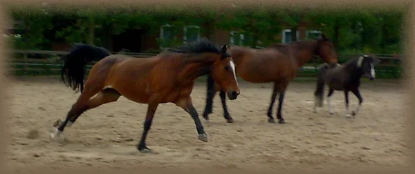 Indira hat ihre 5 dollen Minuten, hat sie öfters...