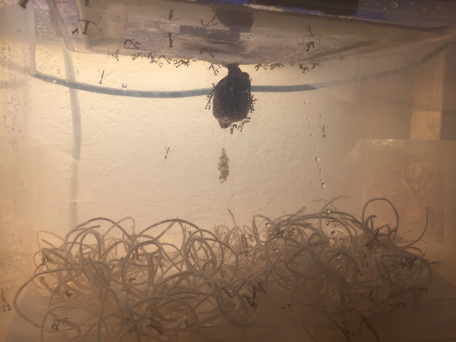 Indische Riesengottesanbeterin / Hierodula membranacea Nachzucht 3.2017