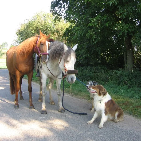 Jashira, Kerim, Jamie u. Fynn