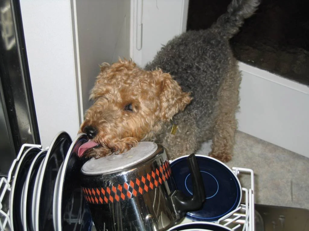 JINNY "hilft" beim Abwasch