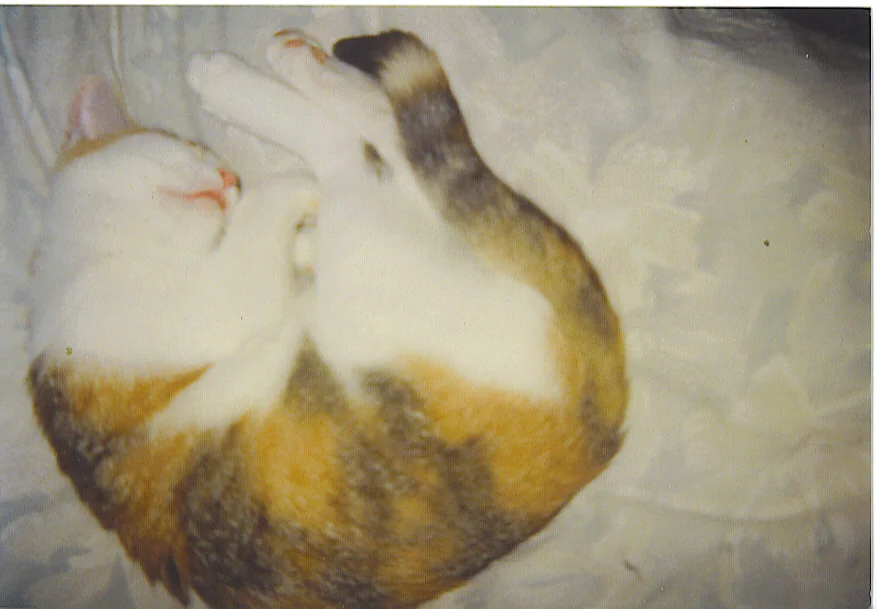 joyce beim schlafen.jpg