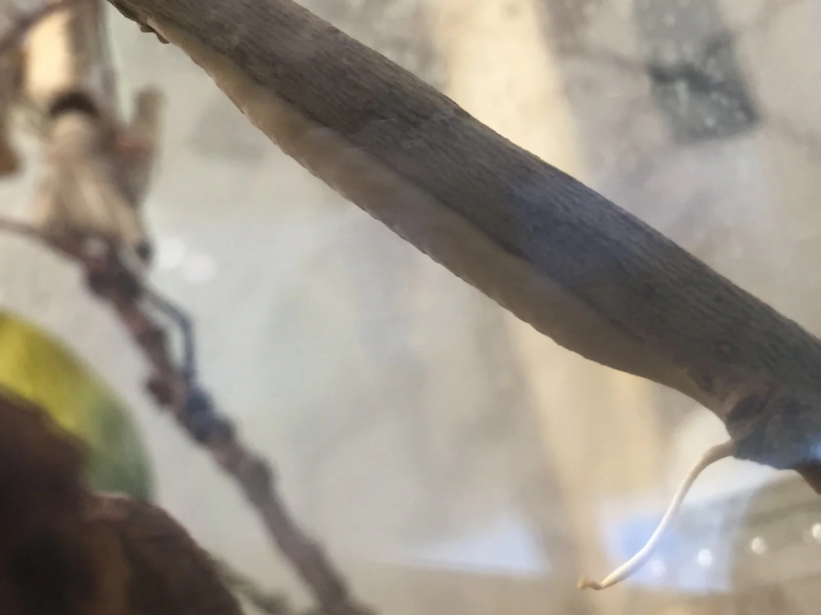 Juhu,, meine erste Ootheke der Phyllocrania paradoxa, das heißt in ca. 1 Monat Nachwuchs