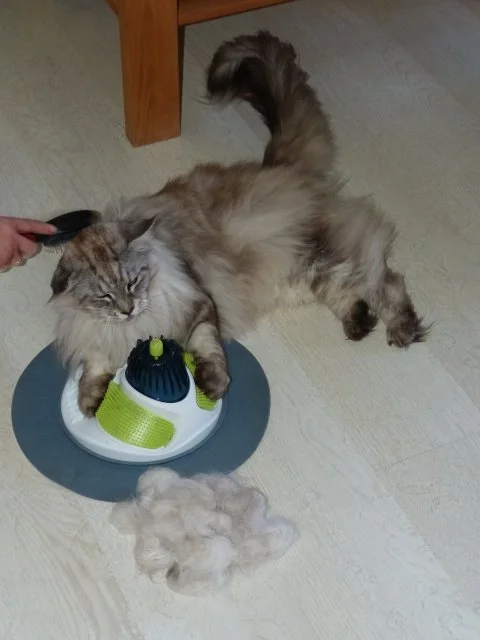 Kämmen ist sooooooooooo schön