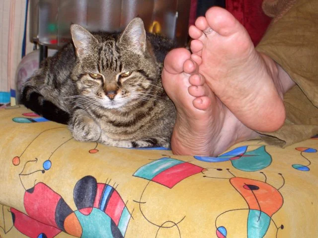 Käsfüsse Katzenfüsse - egal Hauptsache bequem