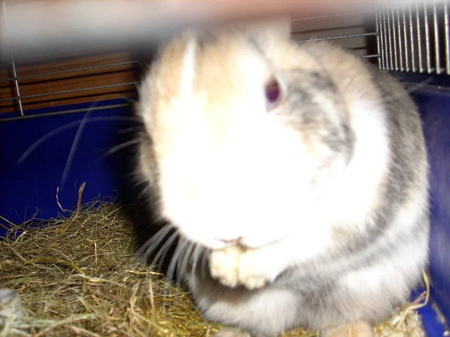 Kaninchen oder Riesenhamster?