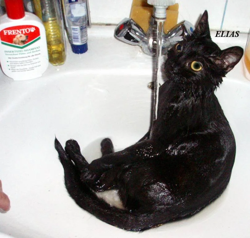 Kater ELIAS genießt das warme Wasser