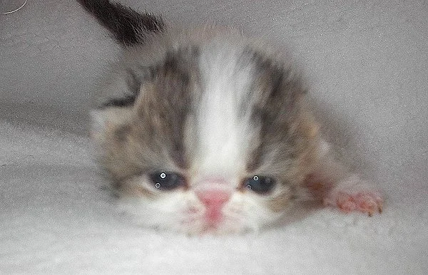 Katze Black Tabby  01