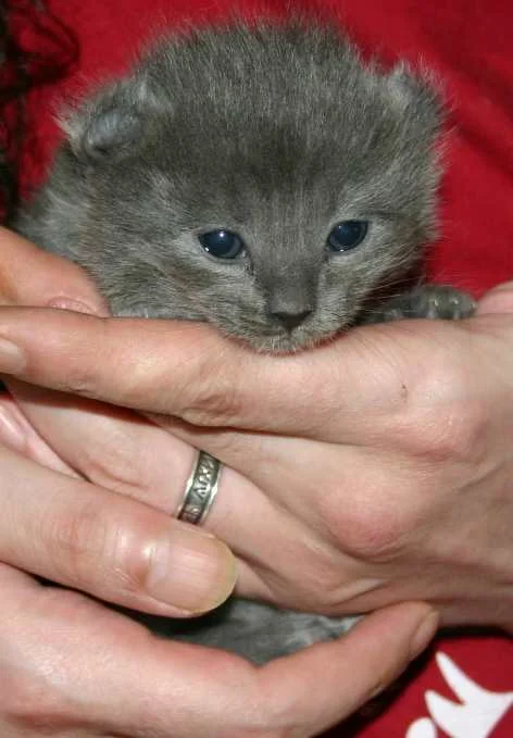 Katze von 2. Wurf.jpg