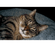 katze_0148.gif