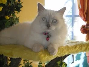 Katzenbilder 001.jpg