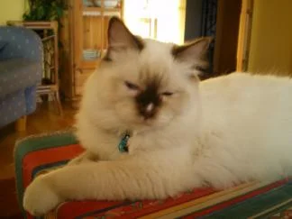 Katzenbilder 005.jpg