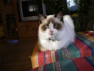 Katzenbilder 007.jpg