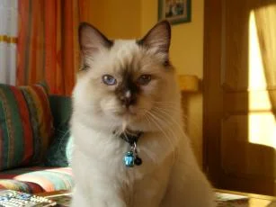 Katzenbilder 008.jpg