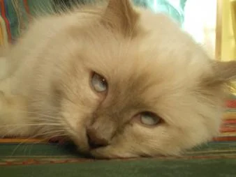 Katzenbilder 012.jpg