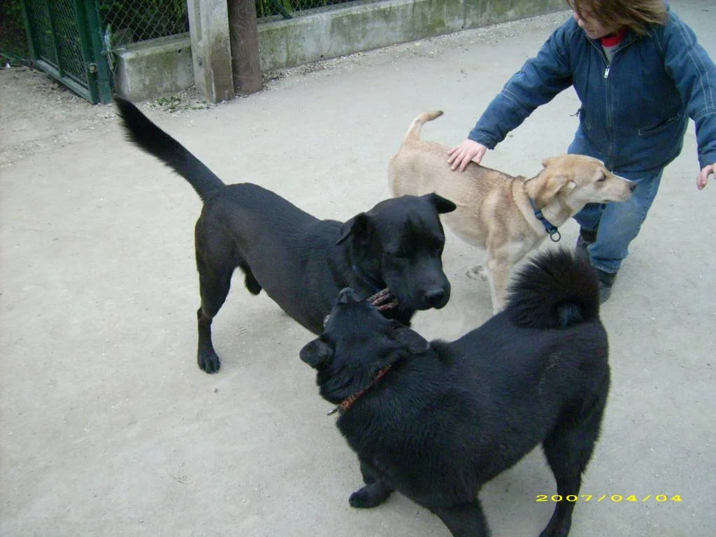 kenai mit seinen beiden besten freundinnen