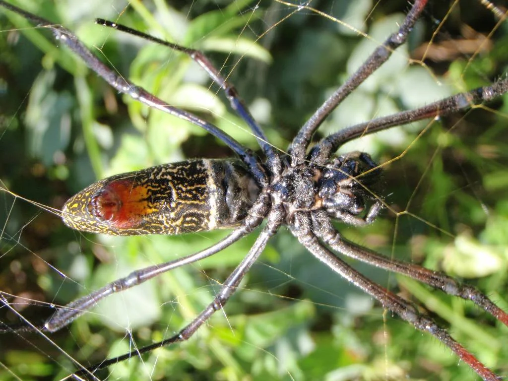 kenianische radnetzspinne