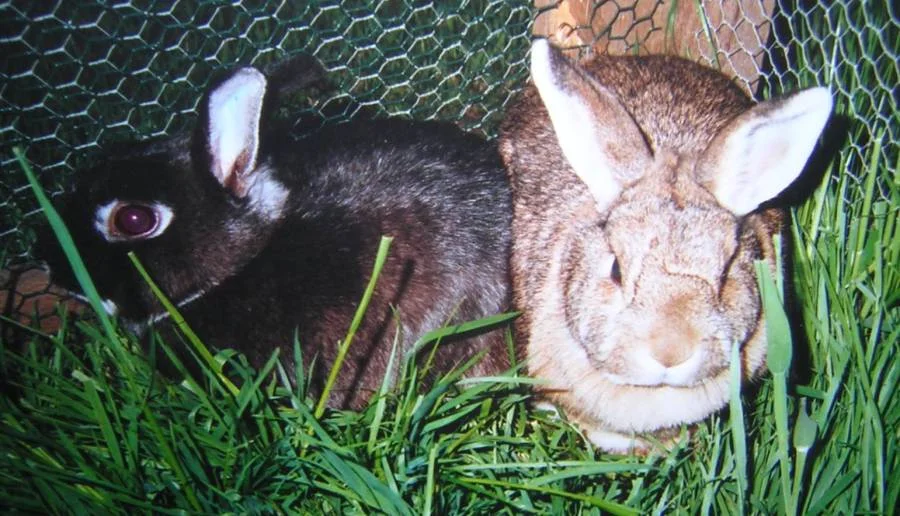 Kim und Lenchen im Freigehege