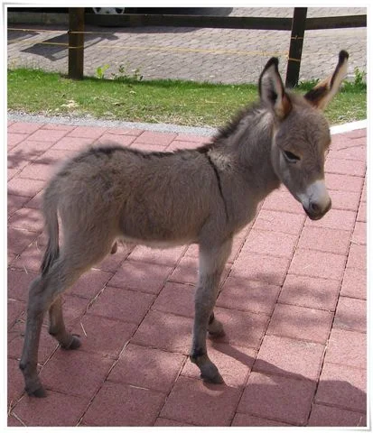 Kimi unser wackeres Eselbübchen