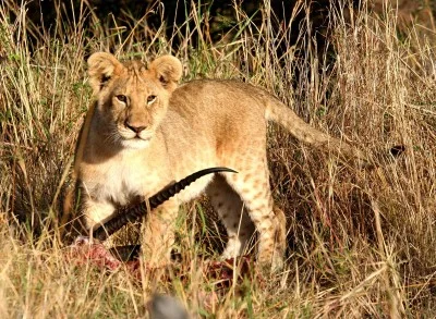 kleiner loewe ganz gross