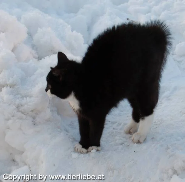 kleinergrosserkater3