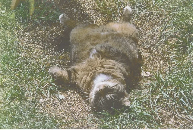 König Socke in üblicher Lage