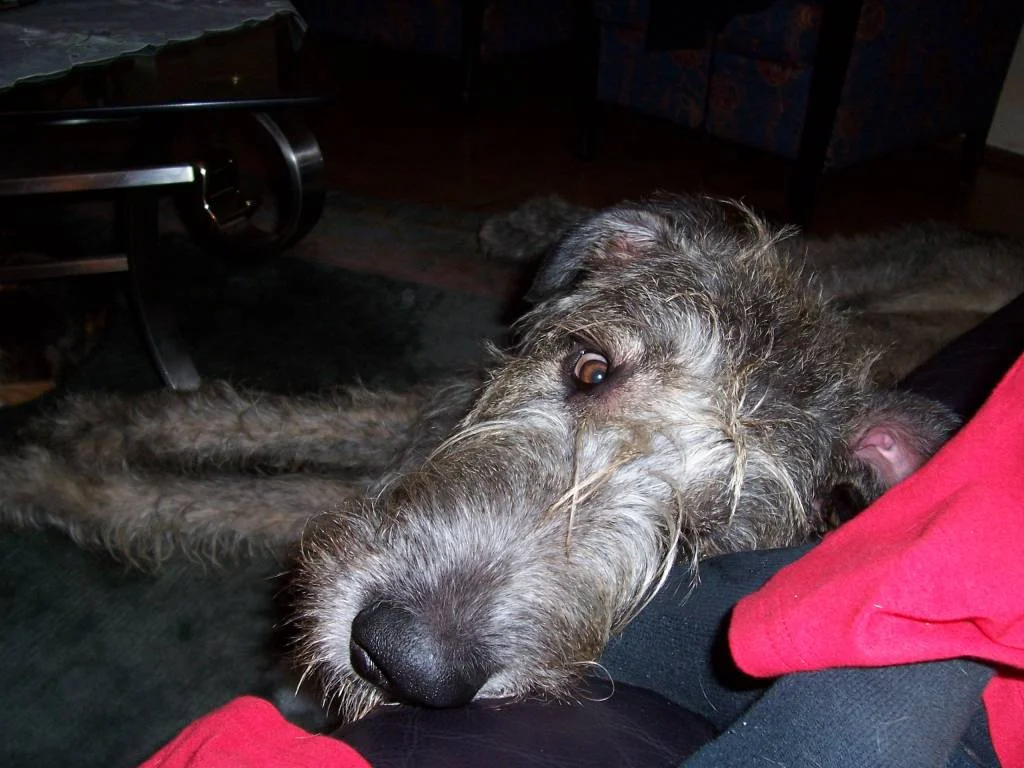 Können diese Augen lügen