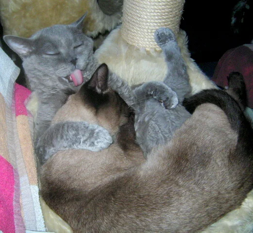 komm her lilly....öhrchen waschen.....