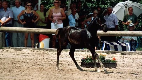Kopie (2) von fohlenschau.jpg