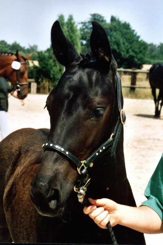 Kopie (2) von Silberfee schau.jpg