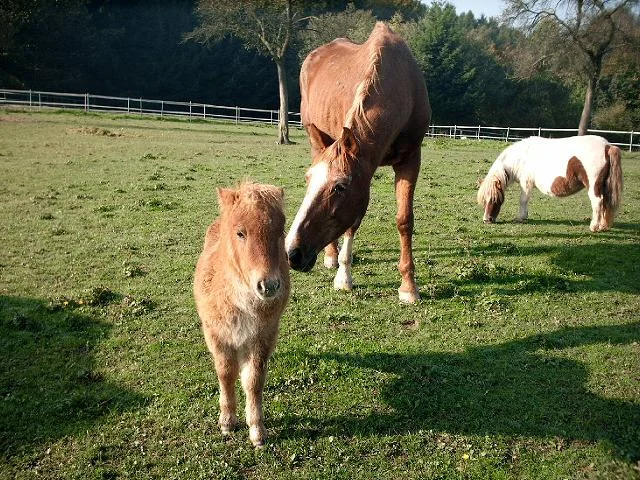 Kopie (2) von sortieren 00061.jpg