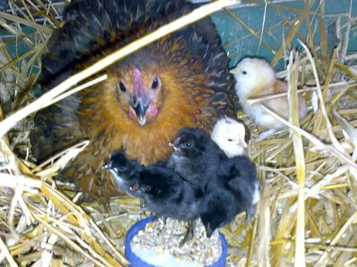 Kopie von 14072008544.jpg