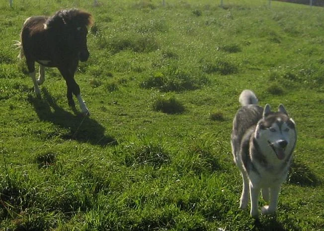Kopie von bandimo.jpg