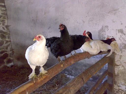 Kopie von bilder 2007 u. 2008 324.jpg