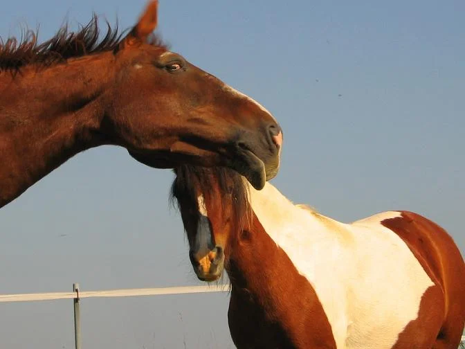 Kopie von Cygol & Sati.jpg