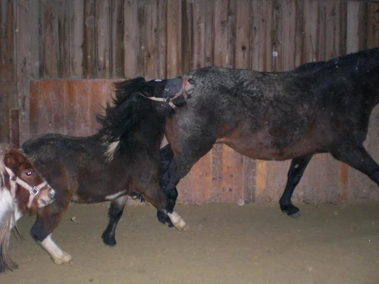 Kopie von diverses 387.jpg