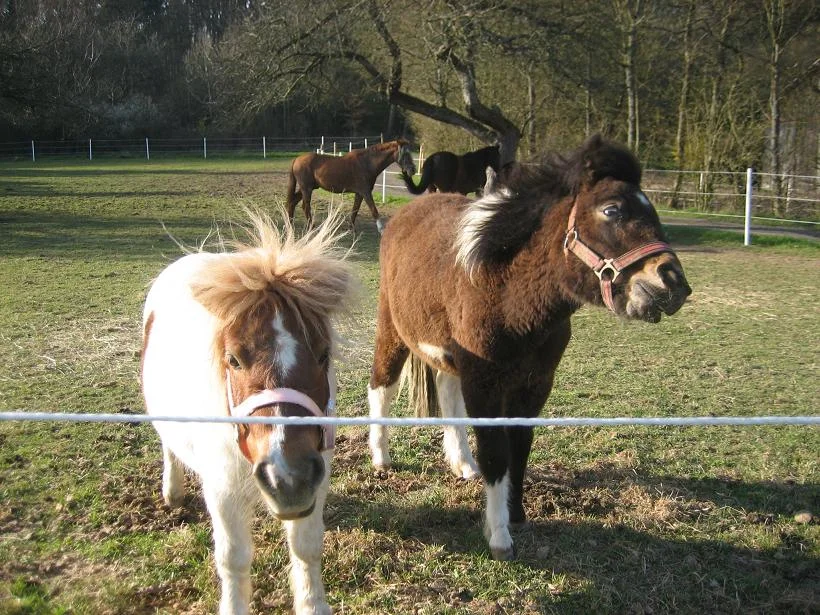 Kopie von IMG_1679.jpg