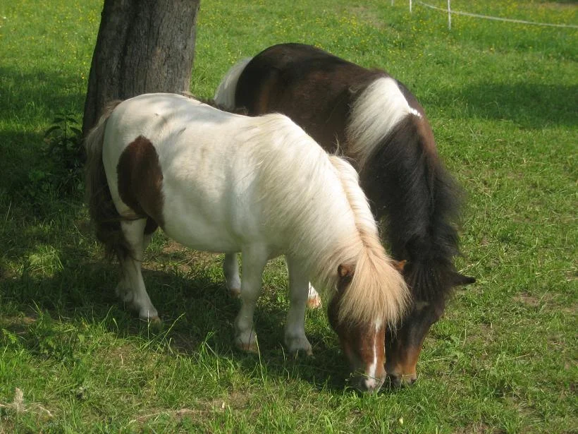 Kopie von IMG_2384.jpg