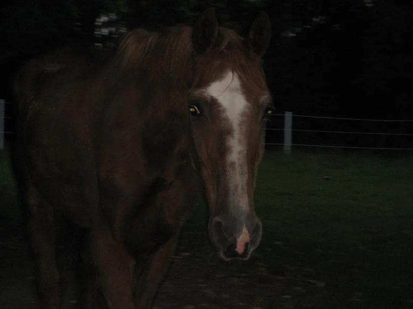 Kopie von IMG_3129.jpg