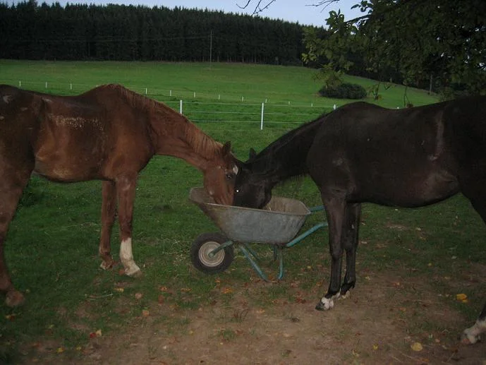 Kopie von IMG_3130.jpg