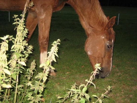 Kopie von IMG_3152.jpg