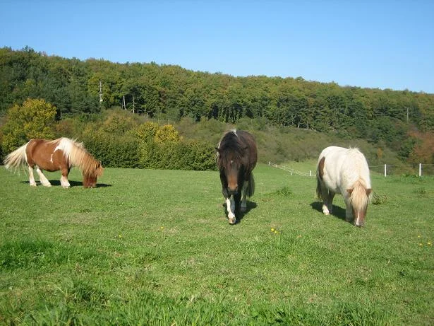 Kopie von IMG_3342.jpg