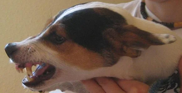 Kopie von lieberjerry.jpg