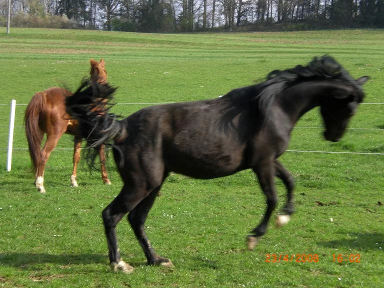 Kopie von Ponys 715.jpg