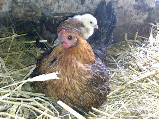 Kopie von Sommer 2008 215.jpg