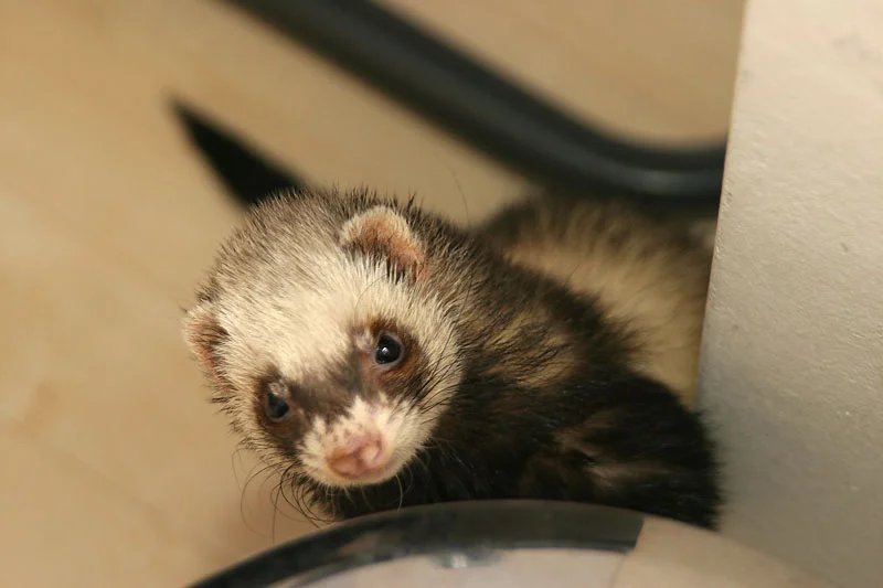 krabbel rauf - Frettie