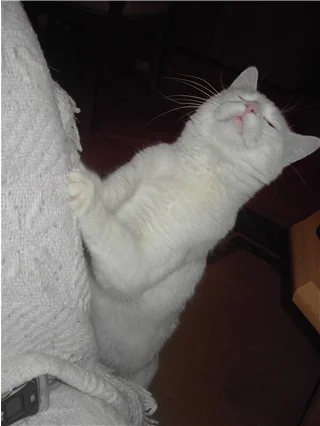 Kratzen tut guuuuuuut